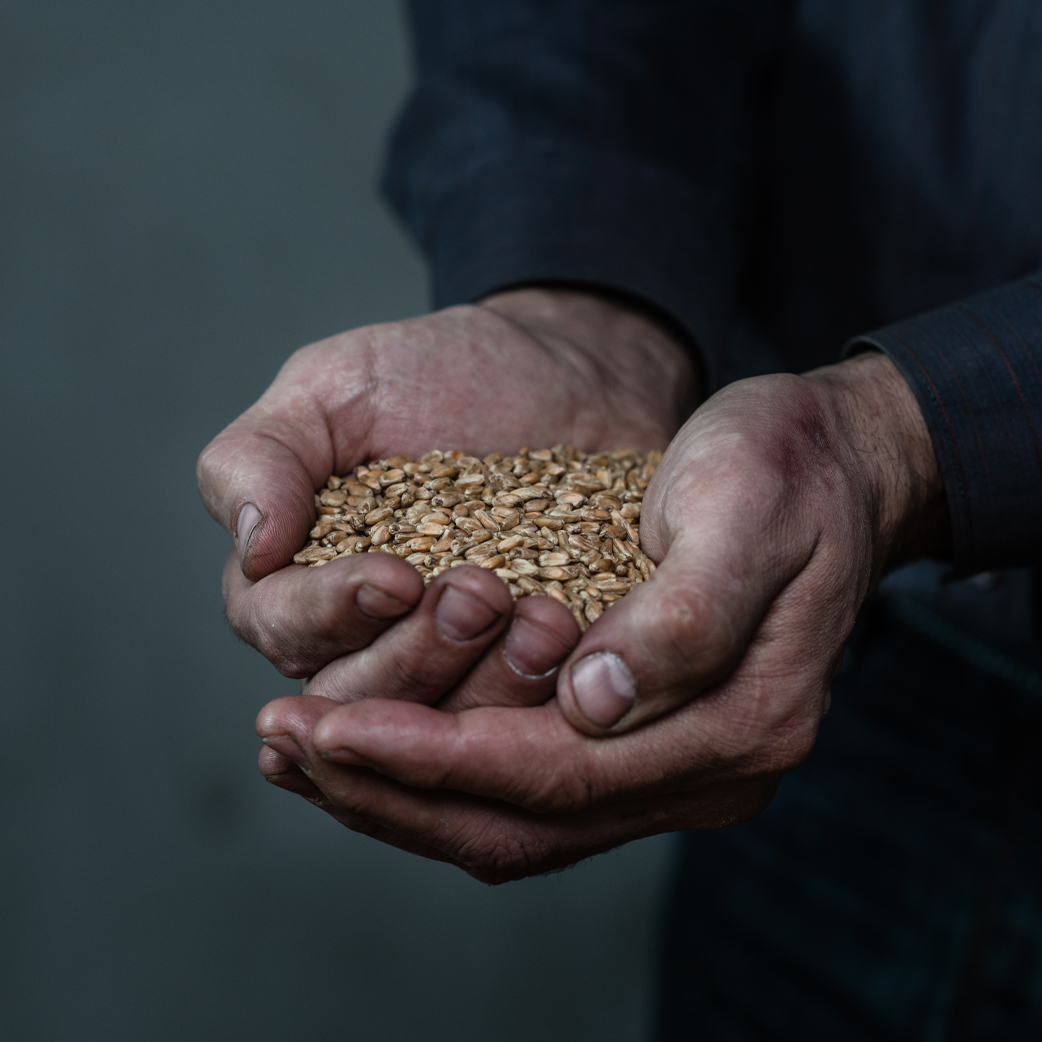 stock-photo-dirty-hands-holding-wheat-handful-empty-space-for-text-1371130661