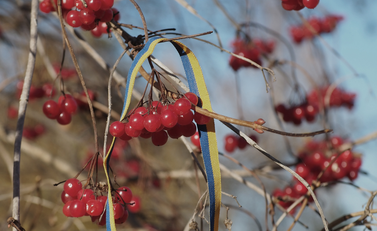 stock-photo-viburnum-opulus-red-berries-and-flag-of-ukraine-ukrainian-patriotic-folk-song-oy-u-luzi-chervona-2223503431